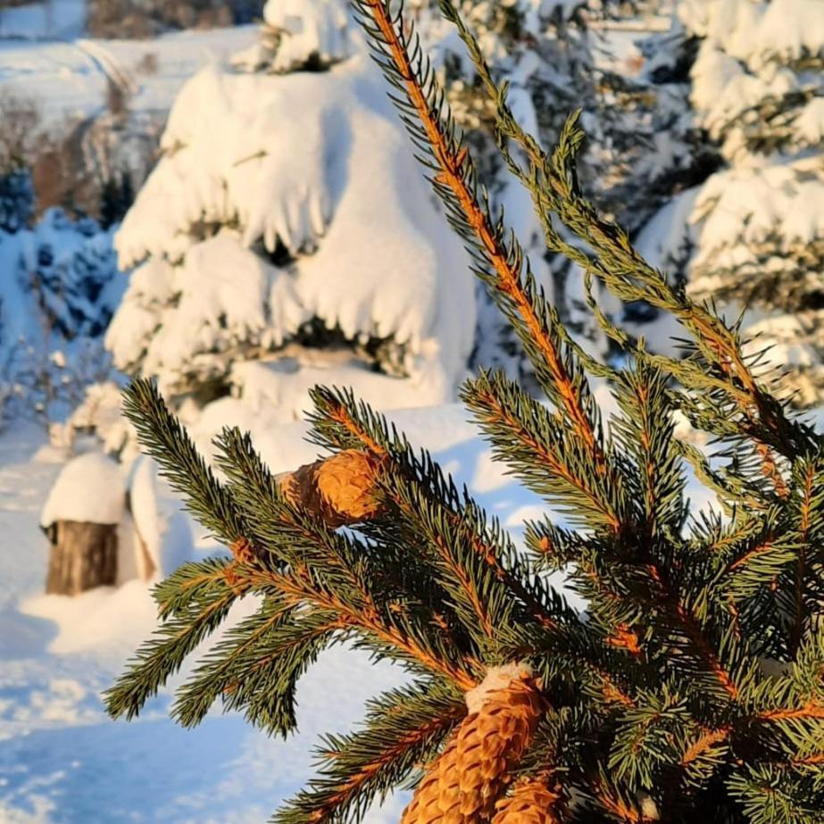 Chata Drewniana Stefanowka Slemien Экстерьер фото